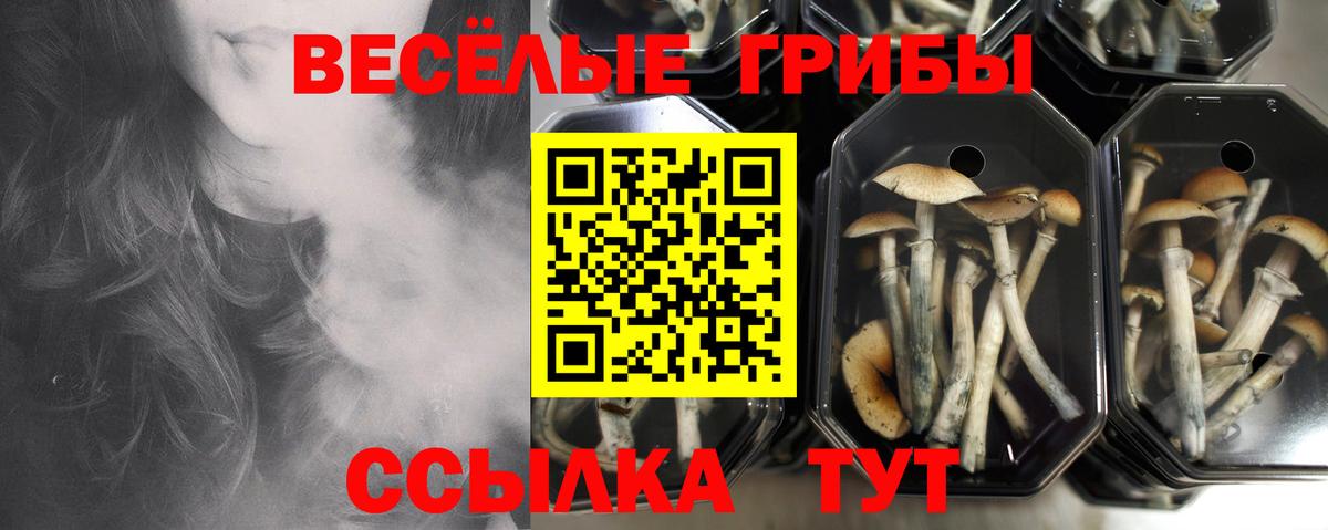 Рязань  Галлюциногенные грибы Psilocybe  Вход с VPN 